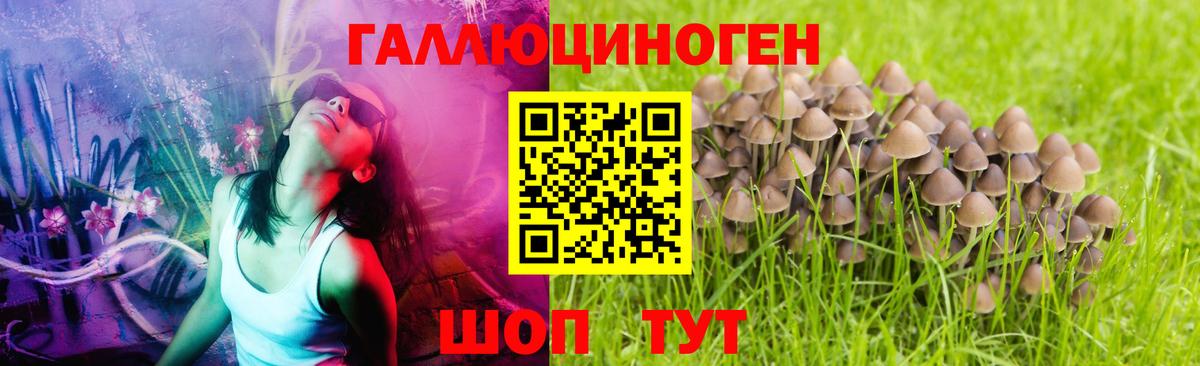 где продают наркотики  Псилоцибиновые грибы Psilocybe  Псилоцибиновые грибы прущие грибы  Вход с VPN  Гусь-Хрустальный 